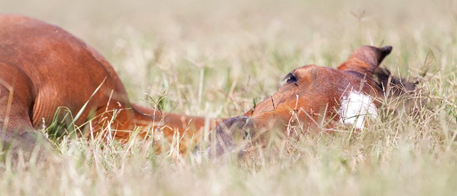 foal laying in grass bg