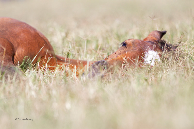 foal_laying_in_grass_bg